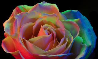 An extreme close-up macro fine art photograph of a single large rose filling the entire frame, illuminated by spectacular rainbow light painting in vivid red,