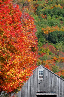 A tall blazing red and orange autumn maple tree fills the left side of the frame beside the rooftop peak of a weathered gray wooden barn with a small window and