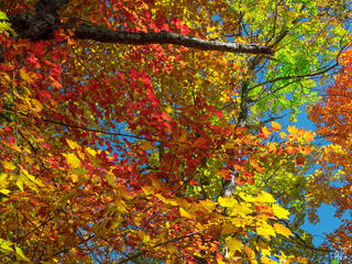 Looking straight up into a dense New England autumn tree canopy filled with brilliant red, yellow, orange, and green maple leaves, with gray tree trunks branche