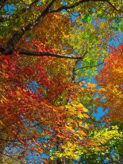 Looking up through multiple New England autumn trees with an explosion of vivid red, orange, yellow, and green fall foliage filling the frame, with tree trunks