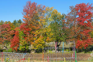 New England rural garden scene features colorful ribbon-decorated wire fencing and garden hoops in the foreground, backdropped by a stunning row of autumn trees