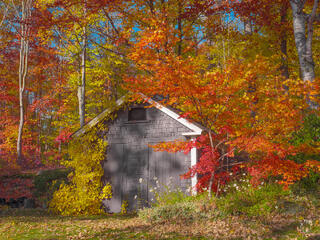 A wide panoramic view of a dark shingled New England woodland shed dramatically draped in cascading yellow autumn climbing vines on its left side, surrounded by