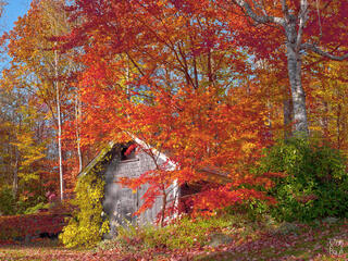 A small dark shingled New England woodland shed with white trim is almost completely engulfed by towering blazing red, orange, and gold autumn maple trees, with