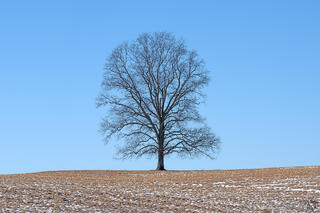 A close-up view of a single large bare winter tree with an intricate full rounded branch canopy silhouetted against a vast clear bright blue sky, standing alone