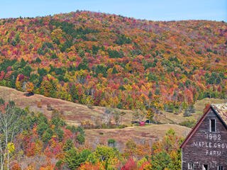 MAPLE GROVE FARM