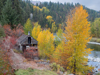 A dilapidated weathered wooden cabin with a chimney sits on a sloped hillside surrounded by brilliant golden yellow autumn aspen and cottonwood trees, red autum