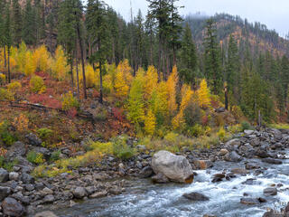 A fast-flowing western mountain river rushing over large rounded boulders along a rocky shoreline, with brilliant golden yellow autumn larch trees, red shrubs,