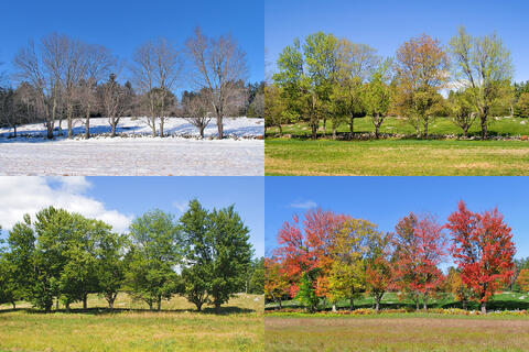 4 SEASONS  -  FINE ART PRINT SERIES